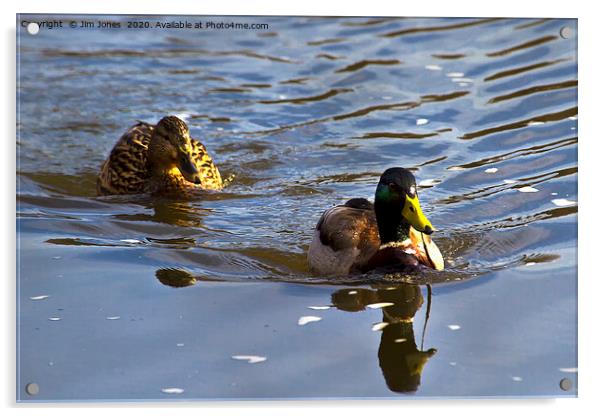 A pair of Mallard Ducks out swimming Acrylic by Jim Jones