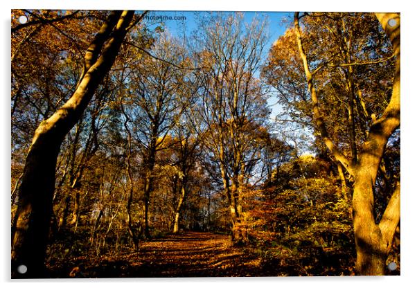 Autumn Sunshine in Plessey Woods Acrylic by Jim Jones
