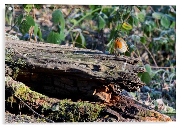 Robin on frosted log in winter sunshine Acrylic by Jim Jones