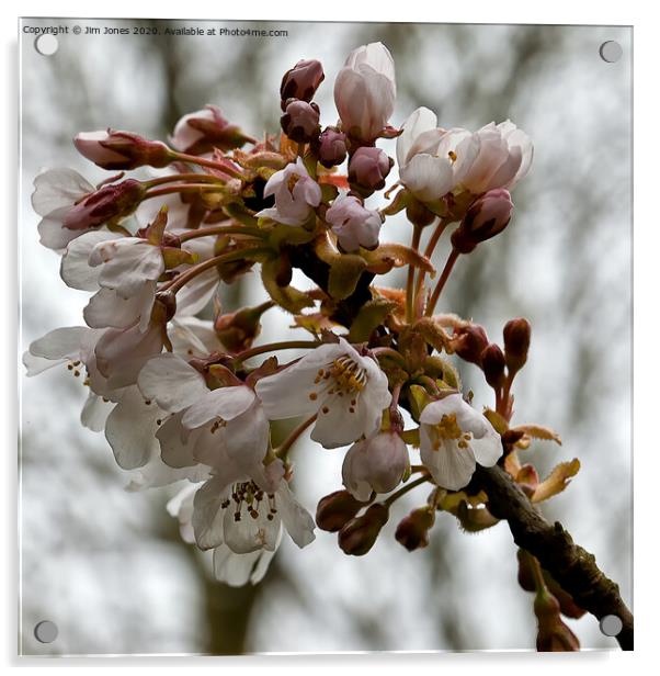 Apple Blossom Time Acrylic by Jim Jones