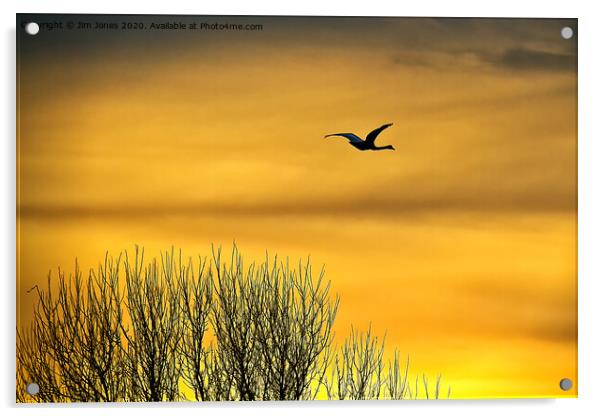 Swan flying into a golden dawn Acrylic by Jim Jones