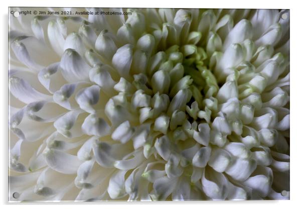 Classic Chrysanthemum Closeup Acrylic by Jim Jones