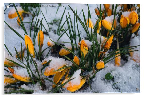 Yellow crocuses covered in snow. Acrylic by Jim Jones