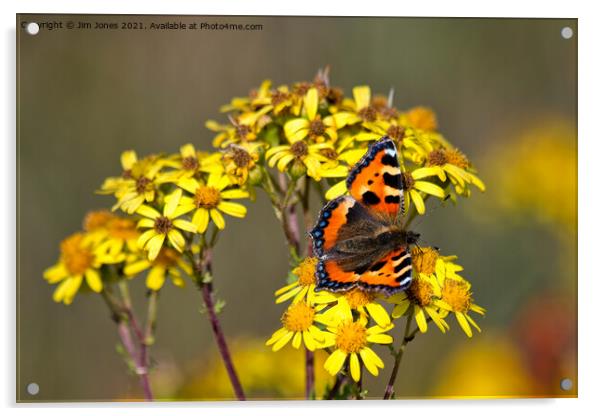  Tortoiseshell Butterfly in September sunshine Acrylic by Jim Jones