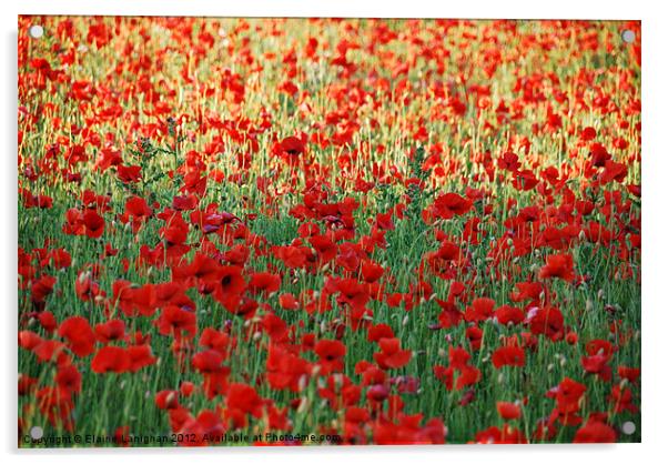 In Flanders fields Acrylic by Elaine Lanighan