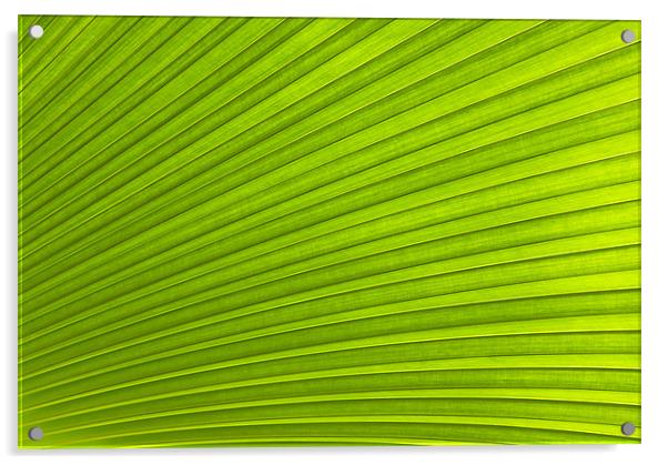 Green Leaf Abstract Background Acrylic by Richard  Fox