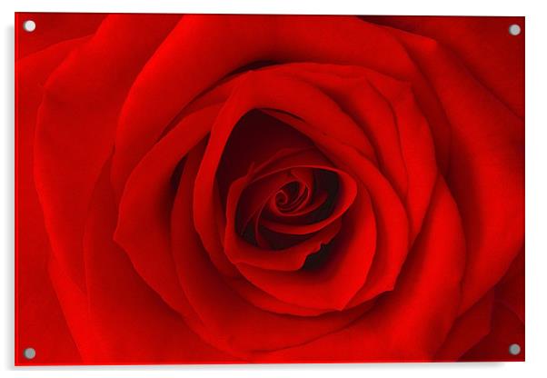 Vibrant Red Rose Acrylic by Richard  Fox