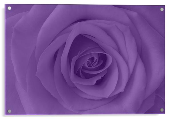 Purple Rose Acrylic by Richard  Fox