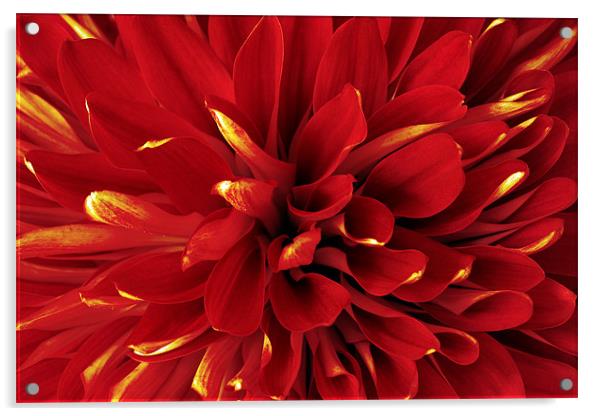 Red Dahlia Acrylic by Richard  Fox