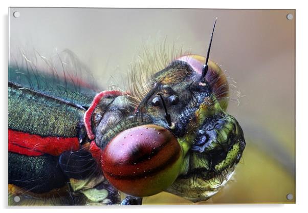 large red damselfly Acrylic by Iain Lawrie