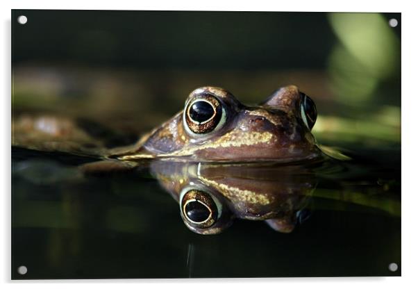 frog in a puddle Acrylic by Iain Lawrie