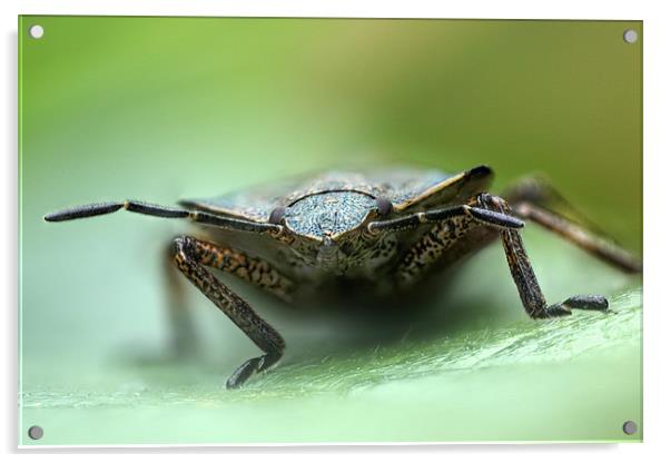 shield bug Acrylic by Iain Lawrie
