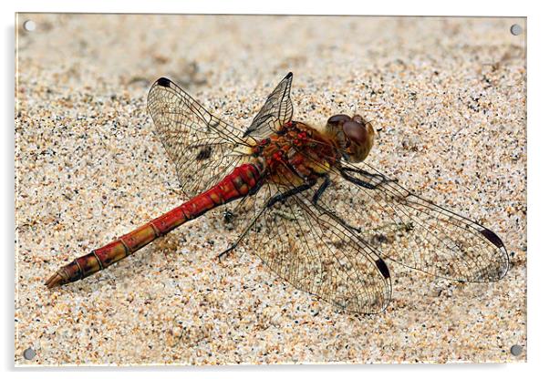dragonfly - common darter Acrylic by Iain Lawrie