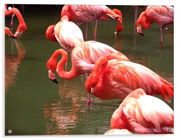 Flamingo central Acrylic by Amy Nichols