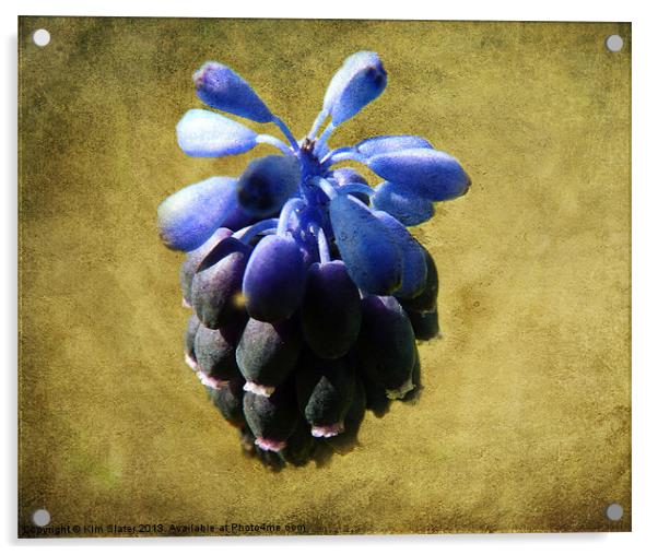 Grape Hyacinth Acrylic by Kim Slater