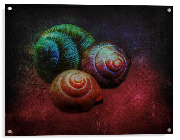 Shells Acrylic by Kim Slater