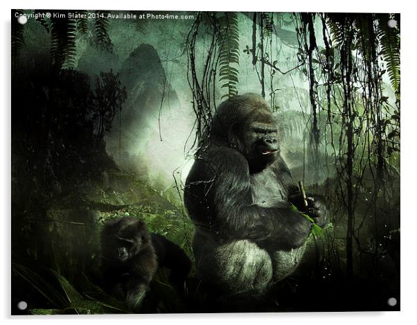 Gorillas in the mist Acrylic by Kim Slater