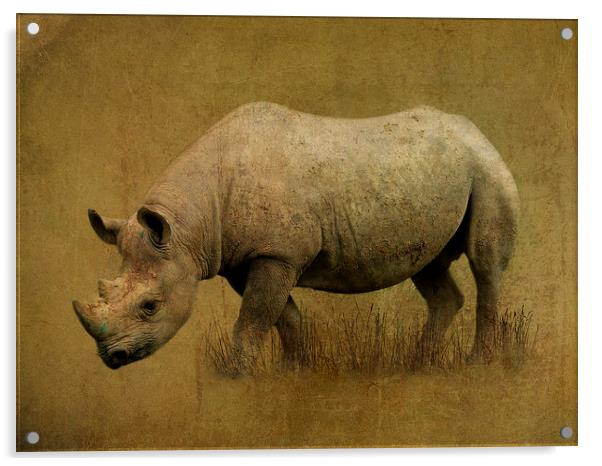  Black Rhino Acrylic by Kim Slater