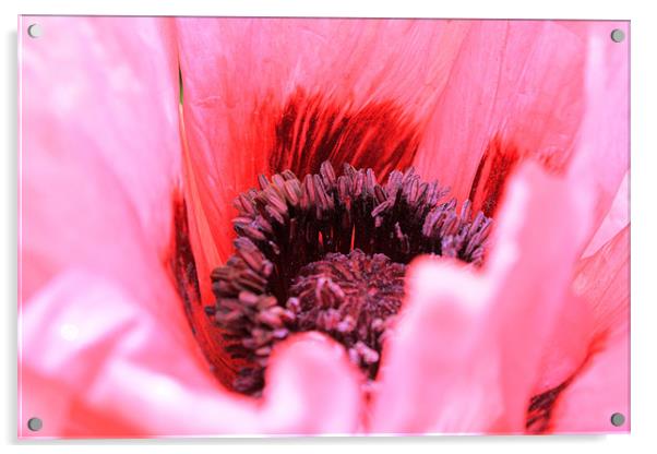 Poppy close up Acrylic by tim  barker