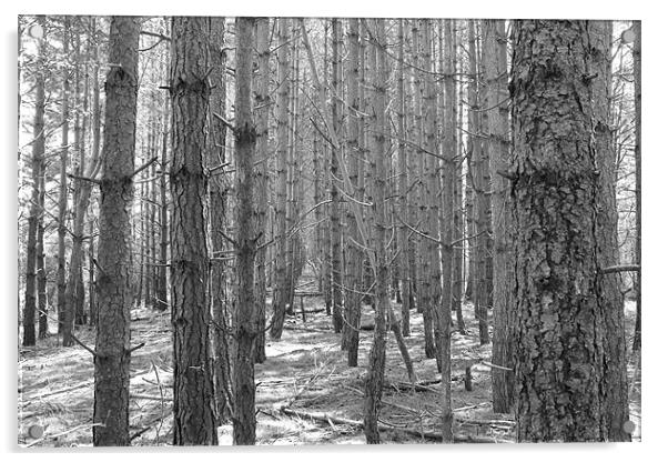 black and white woods Acrylic by tim  barker