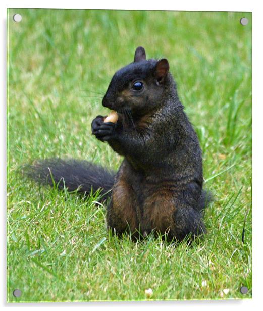 Rare Black Squirrel Acrylic by Steve Brown
