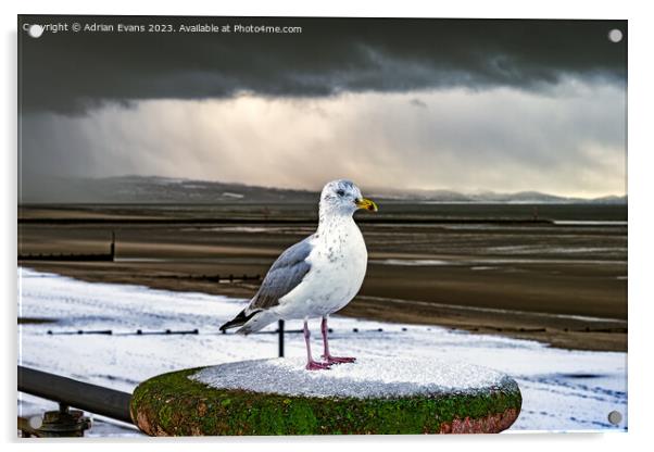 Herring Gull In The Snow Acrylic by Adrian Evans