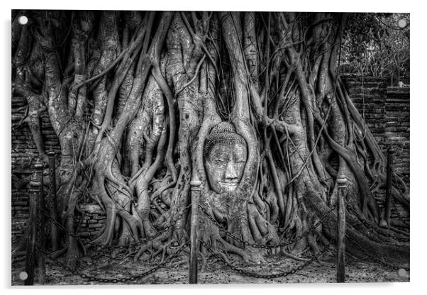 Buddha Head in Banyan Tree Acrylic by Adrian Evans