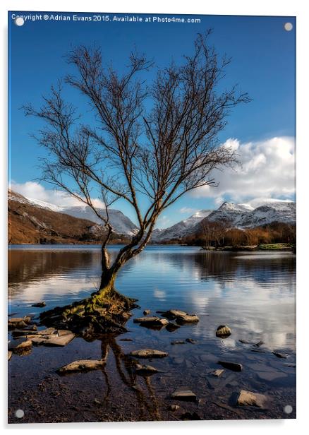 Lone Tree Llanberis Snowdonia Acrylic by Adrian Evans