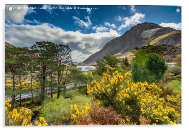 Mountain Flora Snowdonia  Acrylic by Adrian Evans