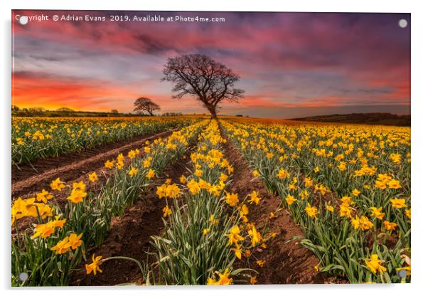 Field of Daffodils Sunset Acrylic by Adrian Evans