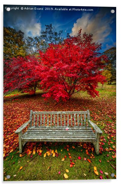 Autumn Splendour Acrylic by Adrian Evans