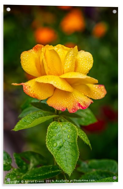 Garden Rose Acrylic by Adrian Evans
