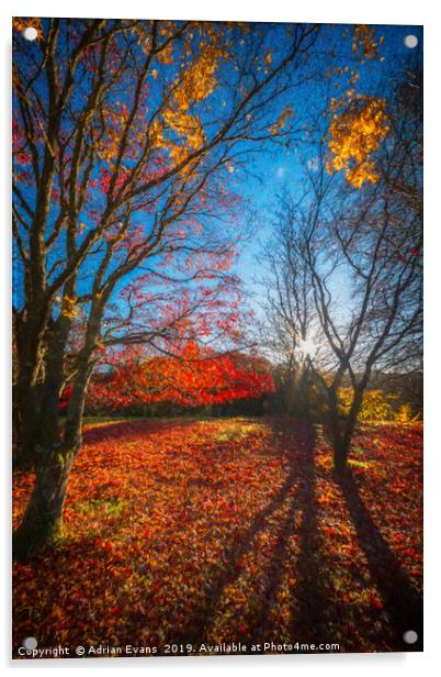 Autumn Forest Shadows Acrylic by Adrian Evans