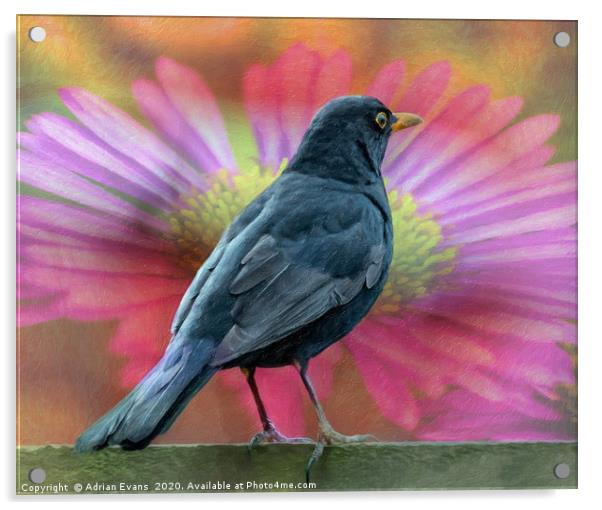 Blackbird And A Flower Art Acrylic by Adrian Evans