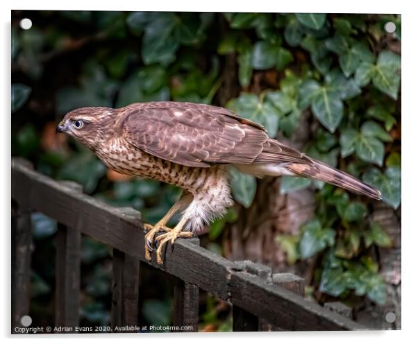 Sparrowhawk UK Acrylic by Adrian Evans