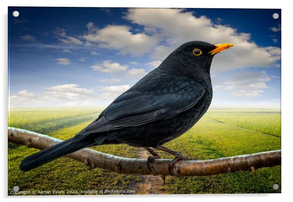 Mr Blackbird UK Acrylic by Adrian Evans