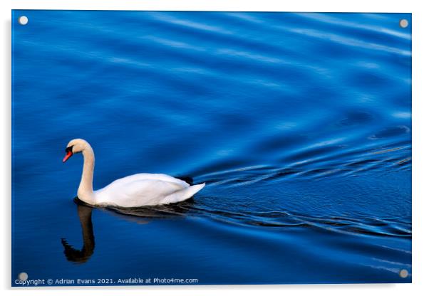 Swan Lake Acrylic by Adrian Evans