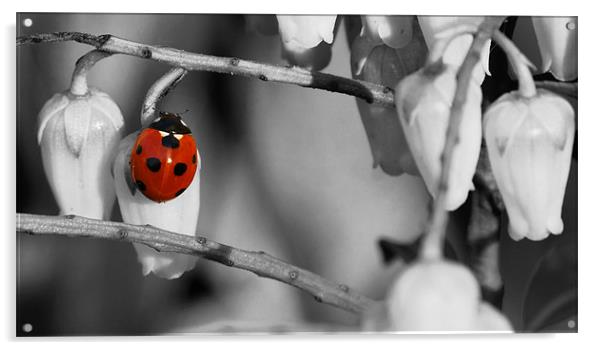 Ladybird selective colour Acrylic by Gary Pearson