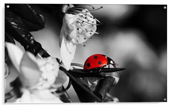 Ladybird on blossom Acrylic by Gary Pearson