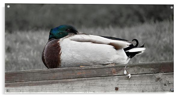 Sitting duck Acrylic by Gary Pearson