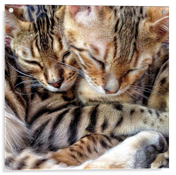 Sleeping Bengals Acrylic by Gary Pearson