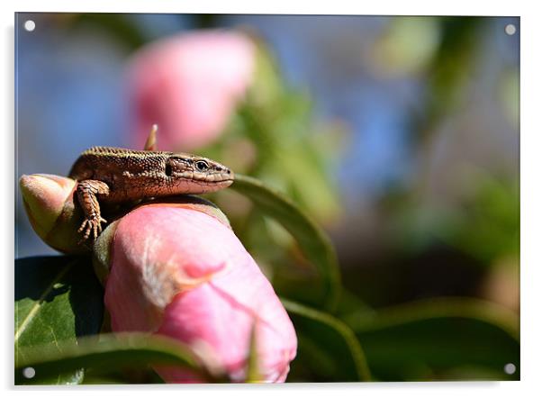 Common Lizard on a Camellia Acrylic by Gary Pearson