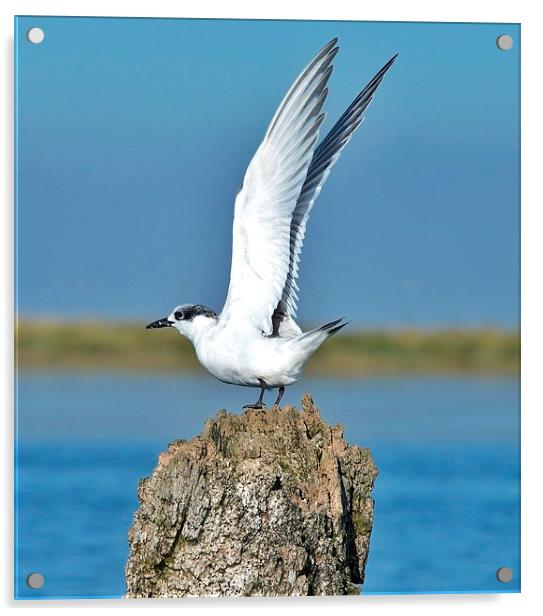 Sandwich Tern stretching its wings Acrylic by Gary Pearson