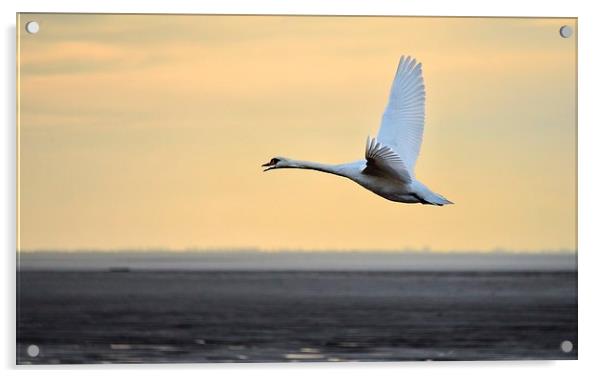 Swan in flight Acrylic by Gary Pearson