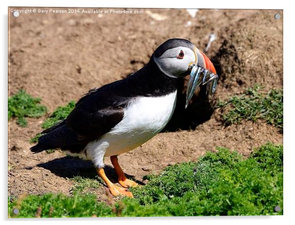 Atlantic Puffin with fish Acrylic by Gary Pearson