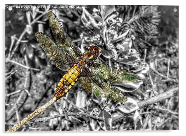 A female broad bodied chaser dragonfly  Acrylic by Gary Pearson