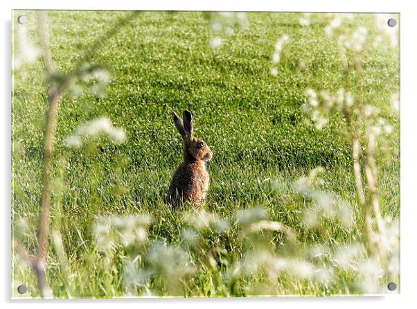  Hare on a sunny Spring day Acrylic by Gary Pearson