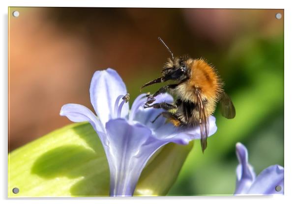 Sometimes even the busiest of bees have to relax!  Acrylic by Gary Pearson