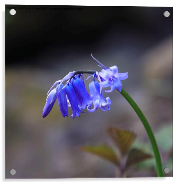 The Solitary Bluebell Acrylic by Trevor Camp