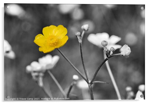 Buttercup Colour Pop Acrylic by Trevor Camp